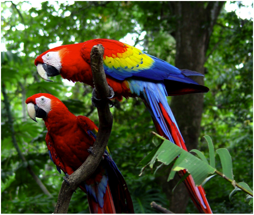 Parrot Costa Rica